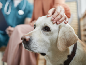 can cancer patients have dogs
