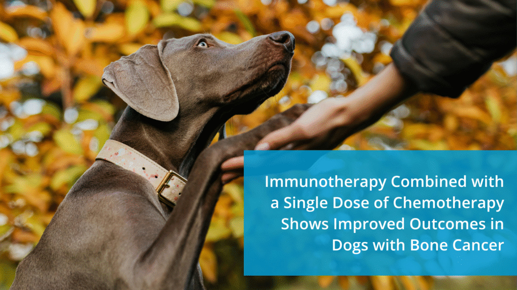 Immunotherapy Combined with a Single Dose of Chemotherapy Shows ...